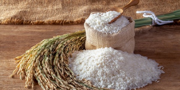 تصویر 2 از خرید و قیمت برنج مازندران طارم اصل + فروش صادراتی